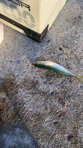 サバの釣果