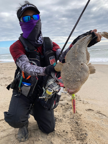 マゴチの釣果