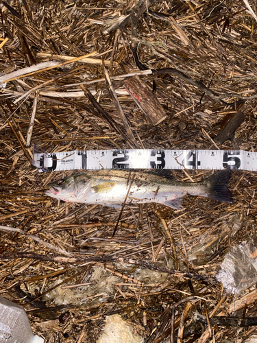 フッコ（マルスズキ）の釣果