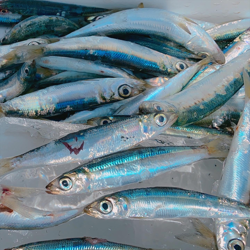 ウルメイワシの釣果