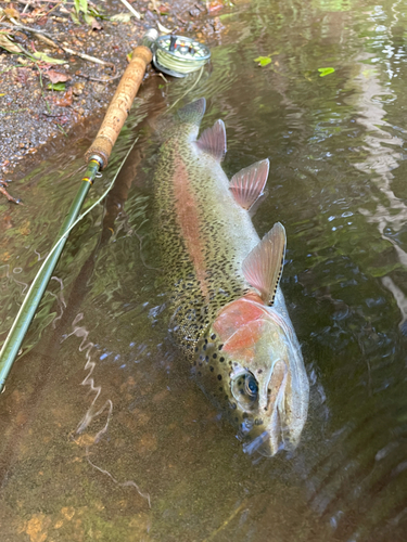 ニジマスの釣果