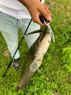 ニホンナマズの釣果