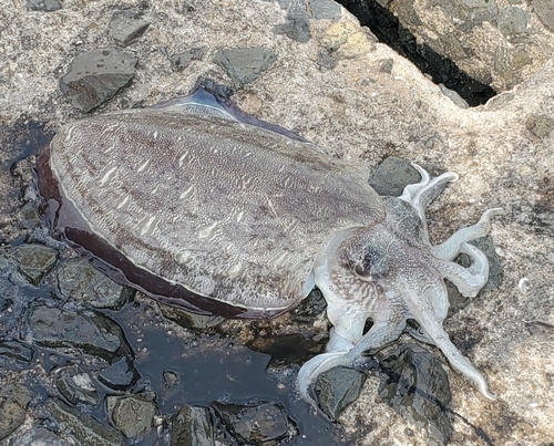 コウイカの釣果