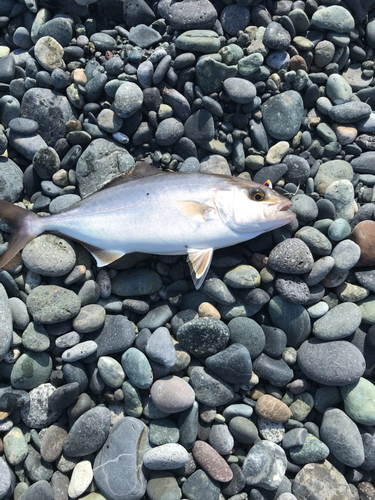 ショゴの釣果