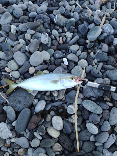 ワカシの釣果