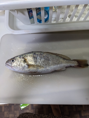 マアジの釣果