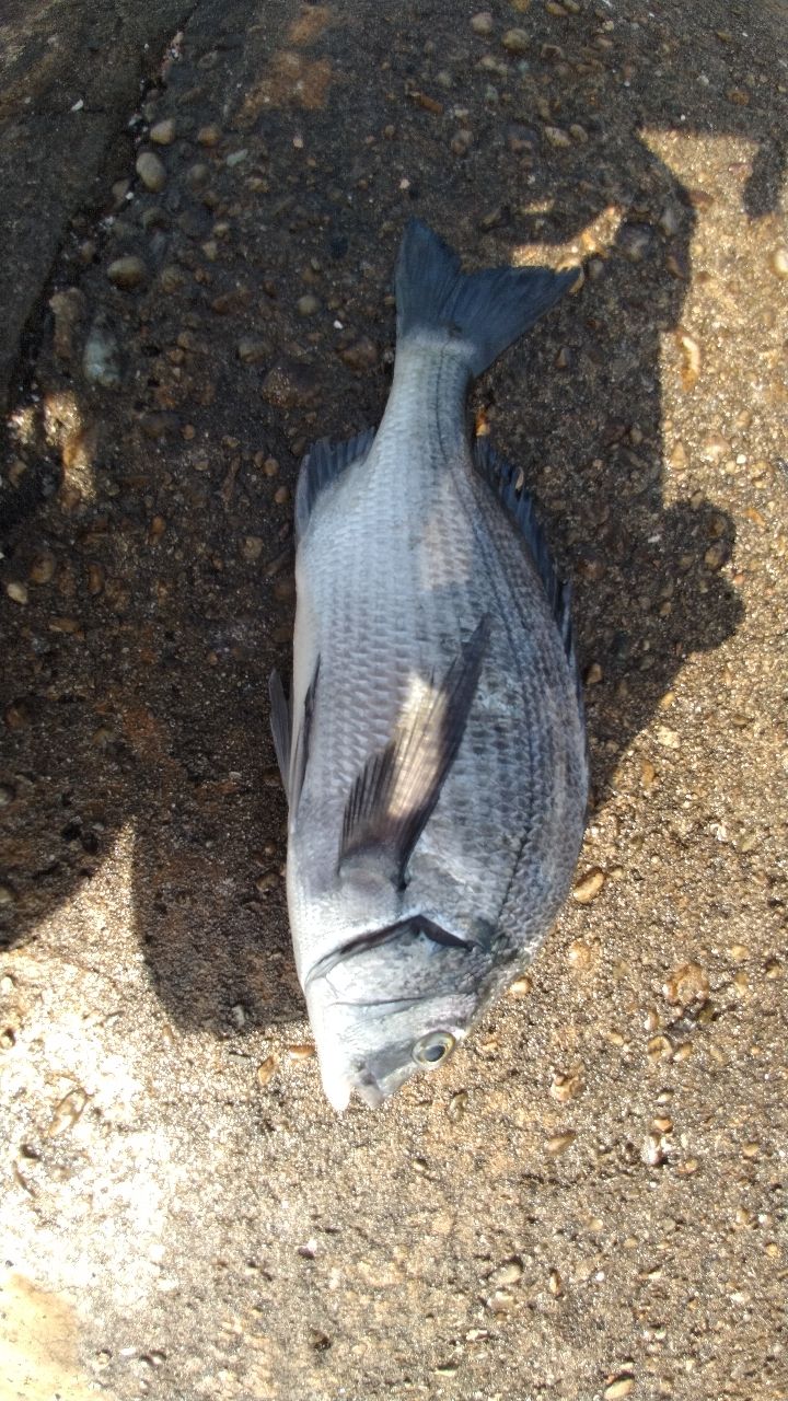クロダイ