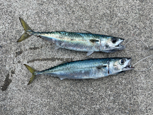 サバの釣果