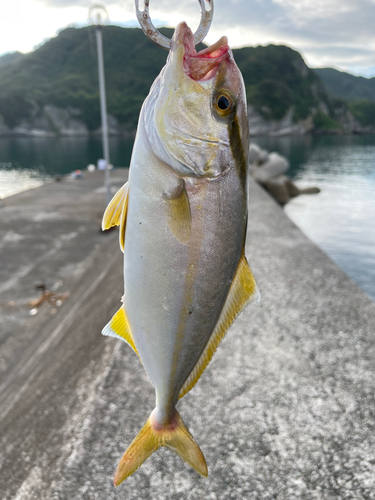 ショゴの釣果