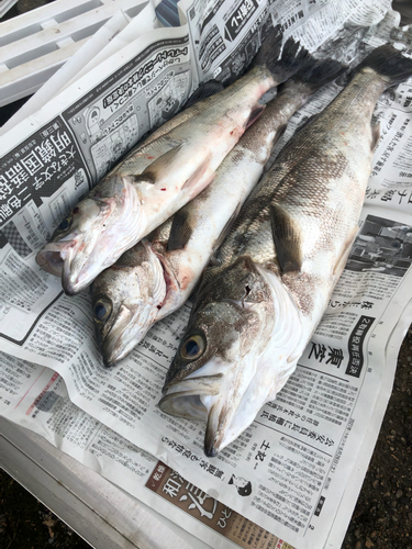 シーバスの釣果