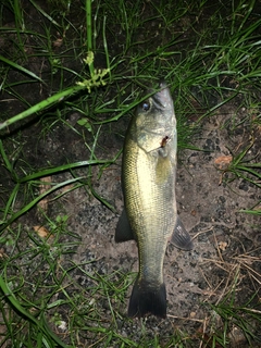 ラージマウスバスの釣果