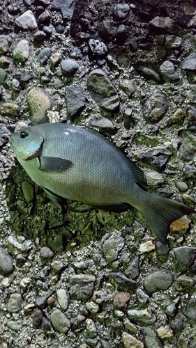 メジナの釣果