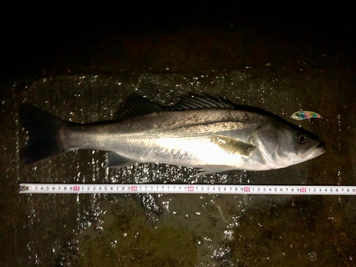 シーバスの釣果