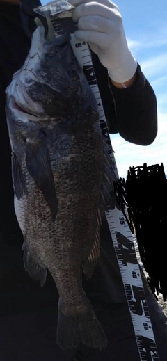 クロダイの釣果