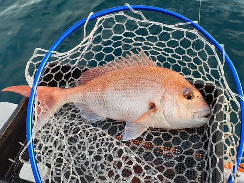 マダイの釣果