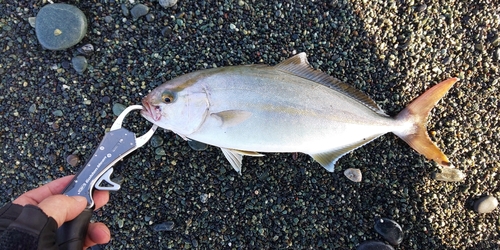 ショゴの釣果