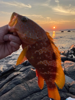 アコウの釣果