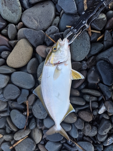 ショゴの釣果