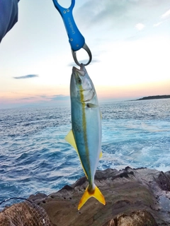 ワカシの釣果