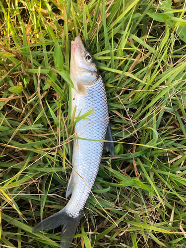 ニゴイの釣果