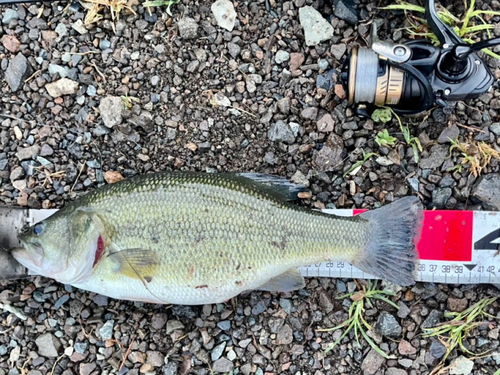 ブラックバスの釣果