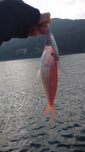 イトヨリダイの釣果