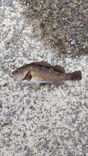 ガヤの釣果