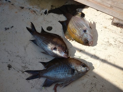 スズメダイの釣果