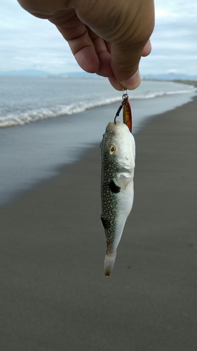 フグの釣果