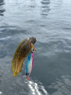 マハゼの釣果