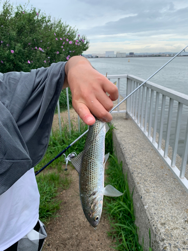 コノシロの釣果