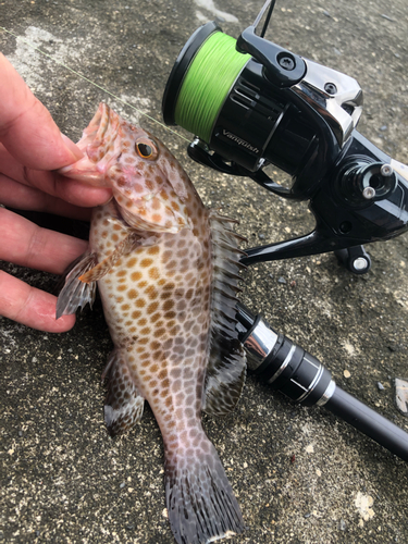 オオモンハタの釣果