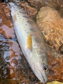 ヤマメの釣果