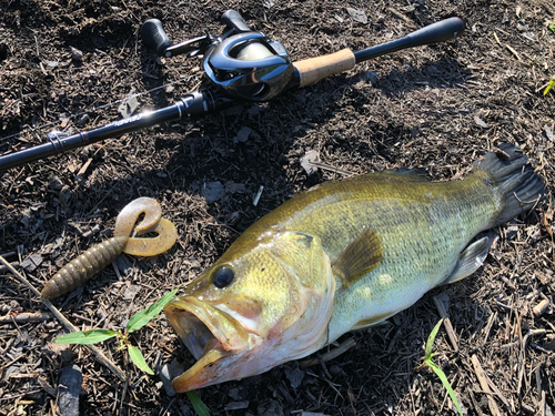 ブラックバスの釣果