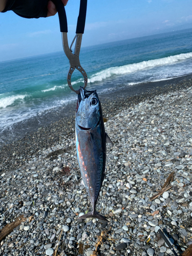 ソウダガツオの釣果