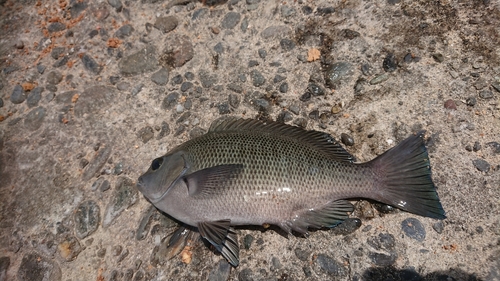 メジナの釣果