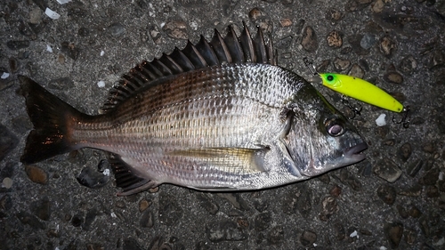 チヌの釣果