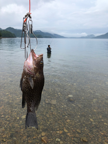 オオモンハタの釣果