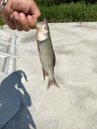 釣果