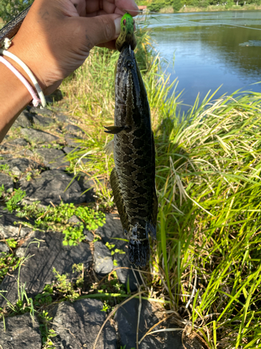 カムルチーの釣果