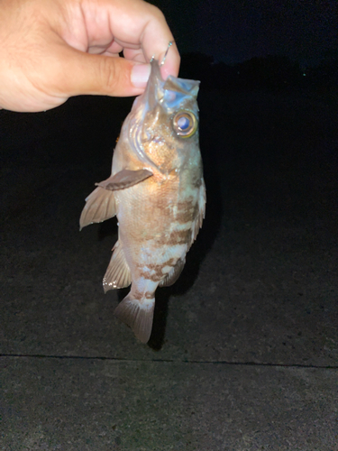 アカメバルの釣果