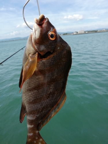 タカノハダイの釣果