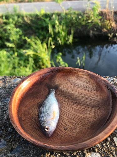 ヤリタナゴの釣果