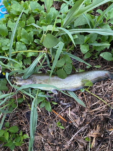 ニホンナマズの釣果