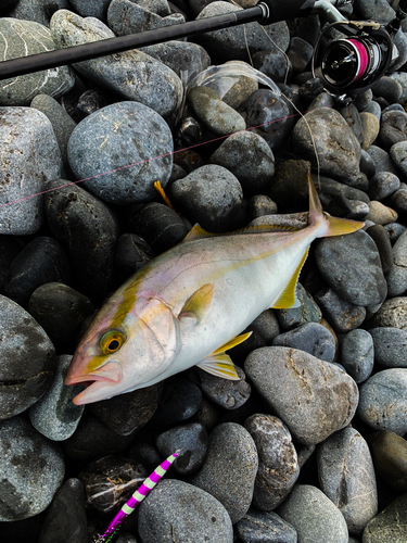 ショゴの釣果