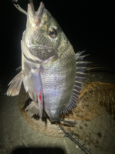 チヌの釣果