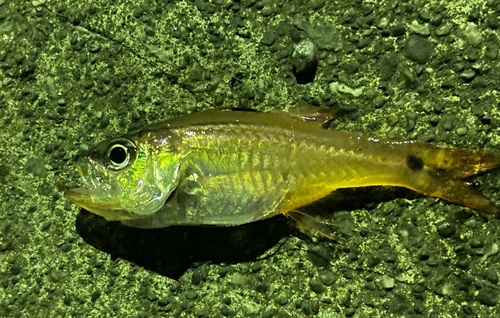 ネンブツダイの釣果