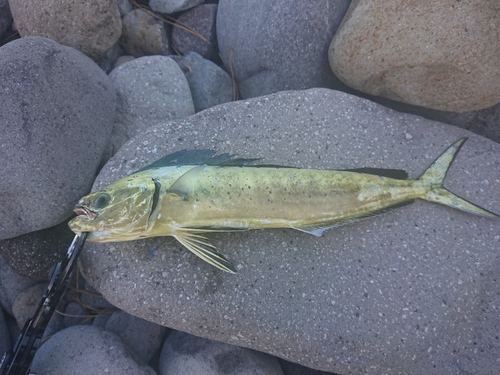 シイラの釣果