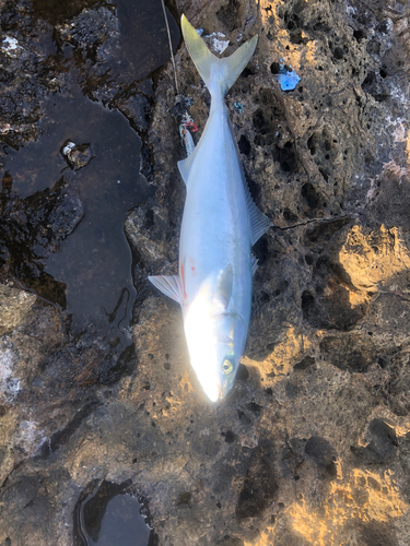 ツバスの釣果