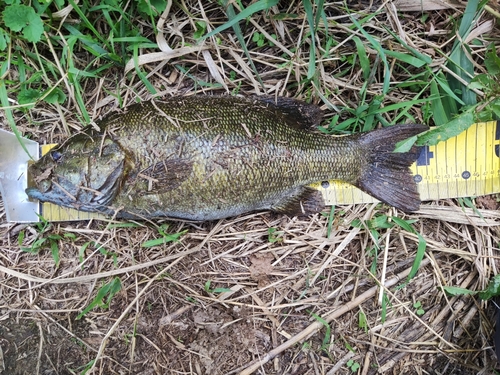 スモールマウスバスの釣果